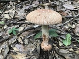 Amanita daucipes image