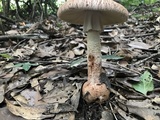 Amanita daucipes image