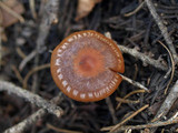 Pachylepyrium carbonicola image