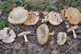 Amanita pubescens image