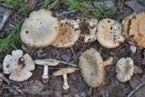 Amanita pubescens image