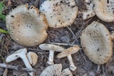 Amanita pubescens image