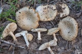 Amanita pubescens image