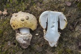 Amanita pubescens image