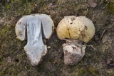 Amanita pubescens image