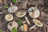 Amanita pubescens image