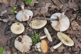 Amanita pubescens image