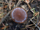 Pachylepyrium carbonicola image