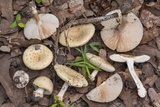 Amanita pubescens image