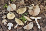 Amanita pubescens image