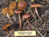 Pachylepyrium carbonicola image