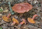 Butyriboletus floridanus image