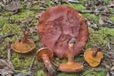 Butyriboletus floridanus image