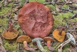 Butyriboletus floridanus image