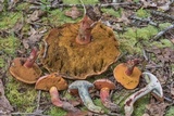 Butyriboletus floridanus image