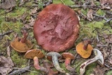 Butyriboletus floridanus image