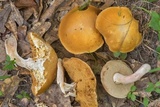 Xanthoconium affine image