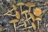 Leccinellum crocipodium image