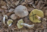 Boletus pallidus image