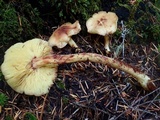 Rhodocollybia maculata var. scorzonerea image