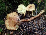 Rhodocollybia maculata var. scorzonerea image