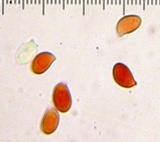 Rhodocollybia maculata var. scorzonerea image