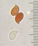 Rhodocollybia maculata var. scorzonerea image