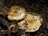 Pholiota olivaceophylla image
