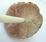 Pluteus petasatus image