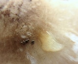 Pluteus petasatus image