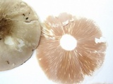 Pluteus petasatus image