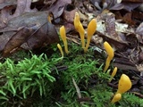 Microglossum rufum image
