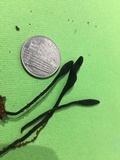 Trichoglossum hirsutum image