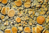 Caloplaca bolacina image