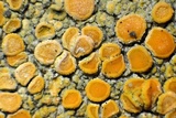 Caloplaca bolacina image