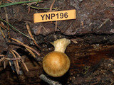 Pholiota olivaceophylla image
