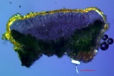 Caloplaca bolacina image