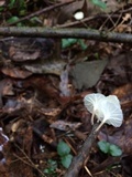 Hemimycena candida image