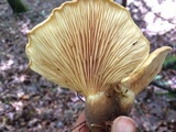 Tapinella atrotomentosa image