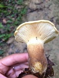 Tapinella atrotomentosa image