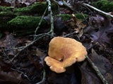 Tapinella atrotomentosa image