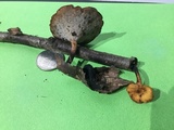 Xanthoporia radiata image