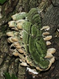 Cerrena unicolor image