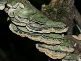 Cerrena unicolor image