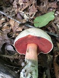 Caloboletus firmus image