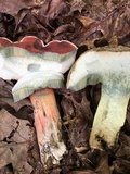 Caloboletus firmus image