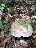 Caloboletus firmus image