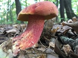 Boletus pallidoroseus image