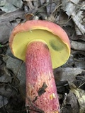 Boletus pallidoroseus image