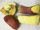 Boletus pallidoroseus image